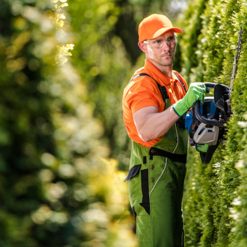 Taille haie de cèdre